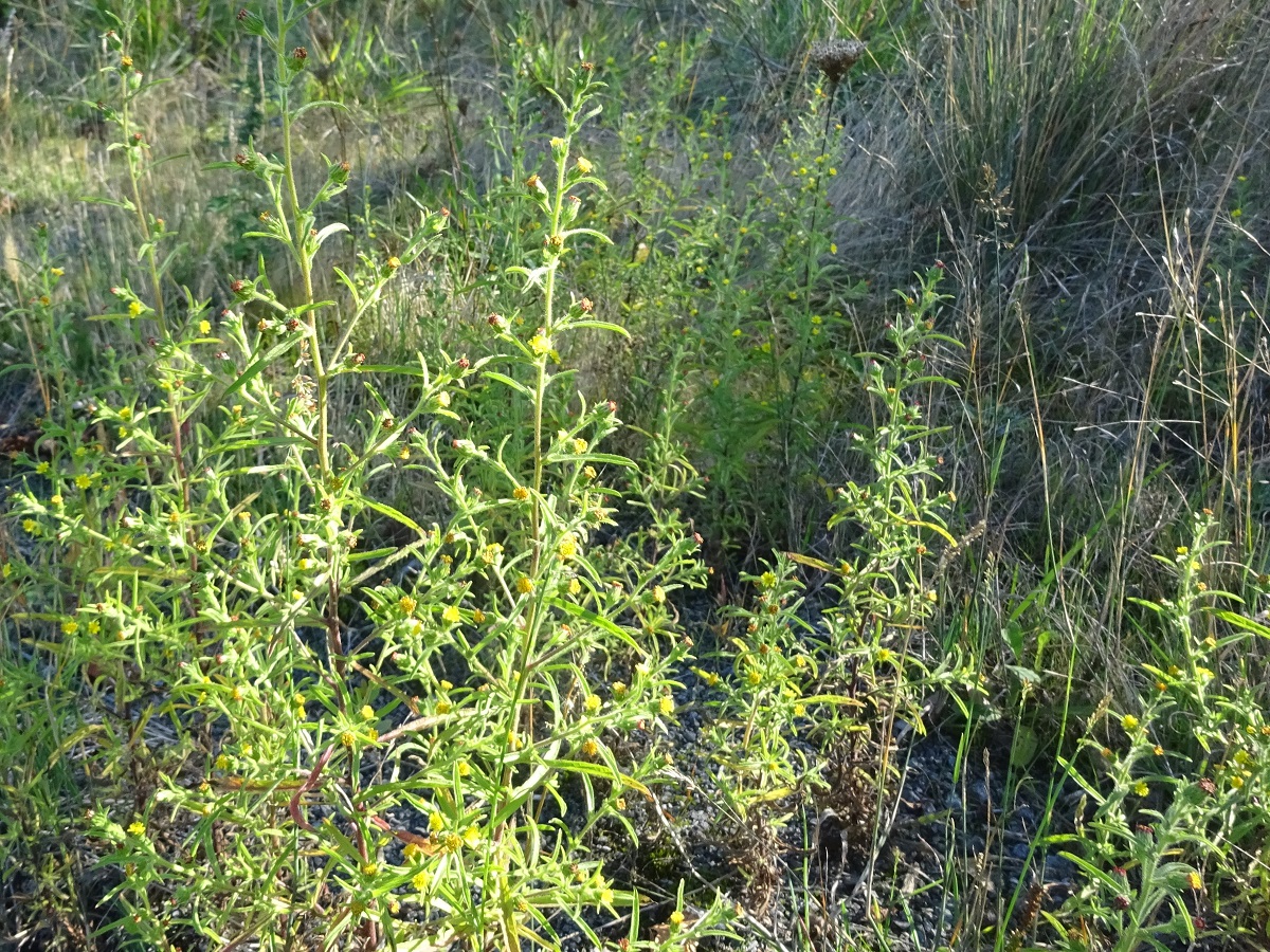 Dittrichia graveolens (Asteraceae)